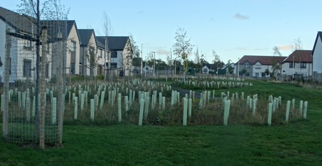 Young trees in guards planted beside new homes
